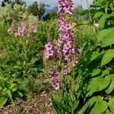 Southern Charm Mullein